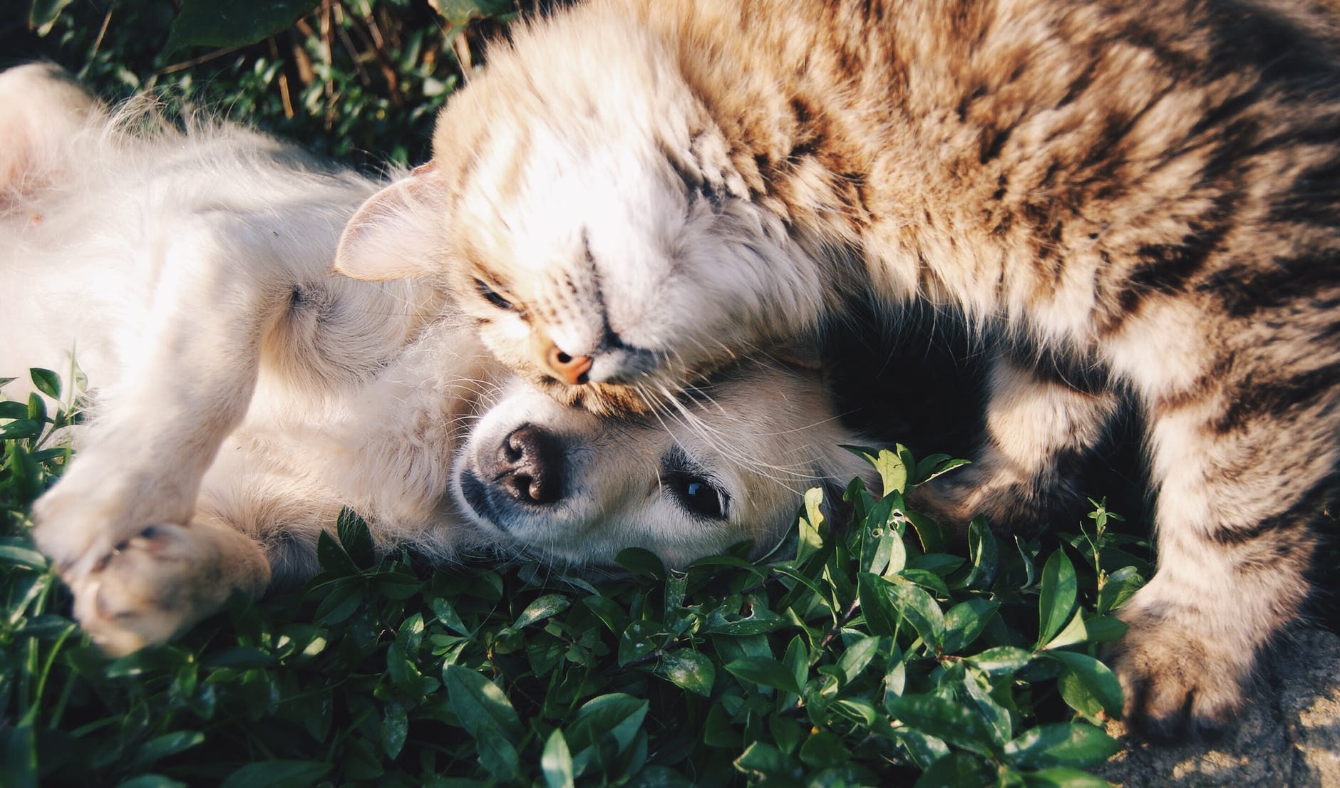 Are Dogs Better than Cats? How Easy is it to Love Both Pets?