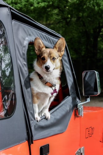 Road Trip With A Dog? Make Sure You Follow This Checklist
