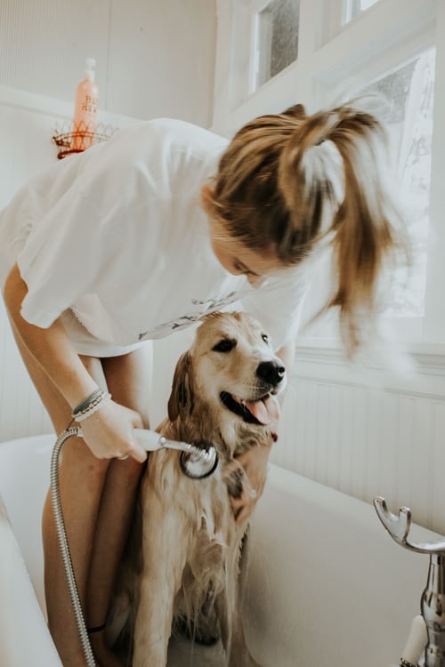 How to Bathe A dog- A Few Easy Tips
